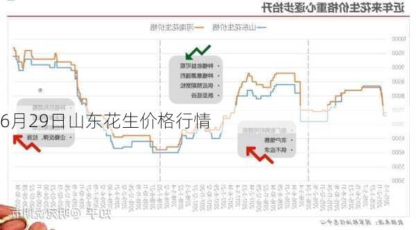 最新花生米行情分析与预测